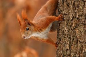 Zaujímavé fakty o veveričkách Aký druh videnia majú veveričky?