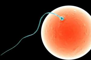 What happens after artificial insemination day by day: how does hCG change and how does a woman feel, how to behave?