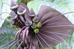 Exotic flower Tacca Chantrier or black lily: the legendary beauty of Tacca Chantrier black
